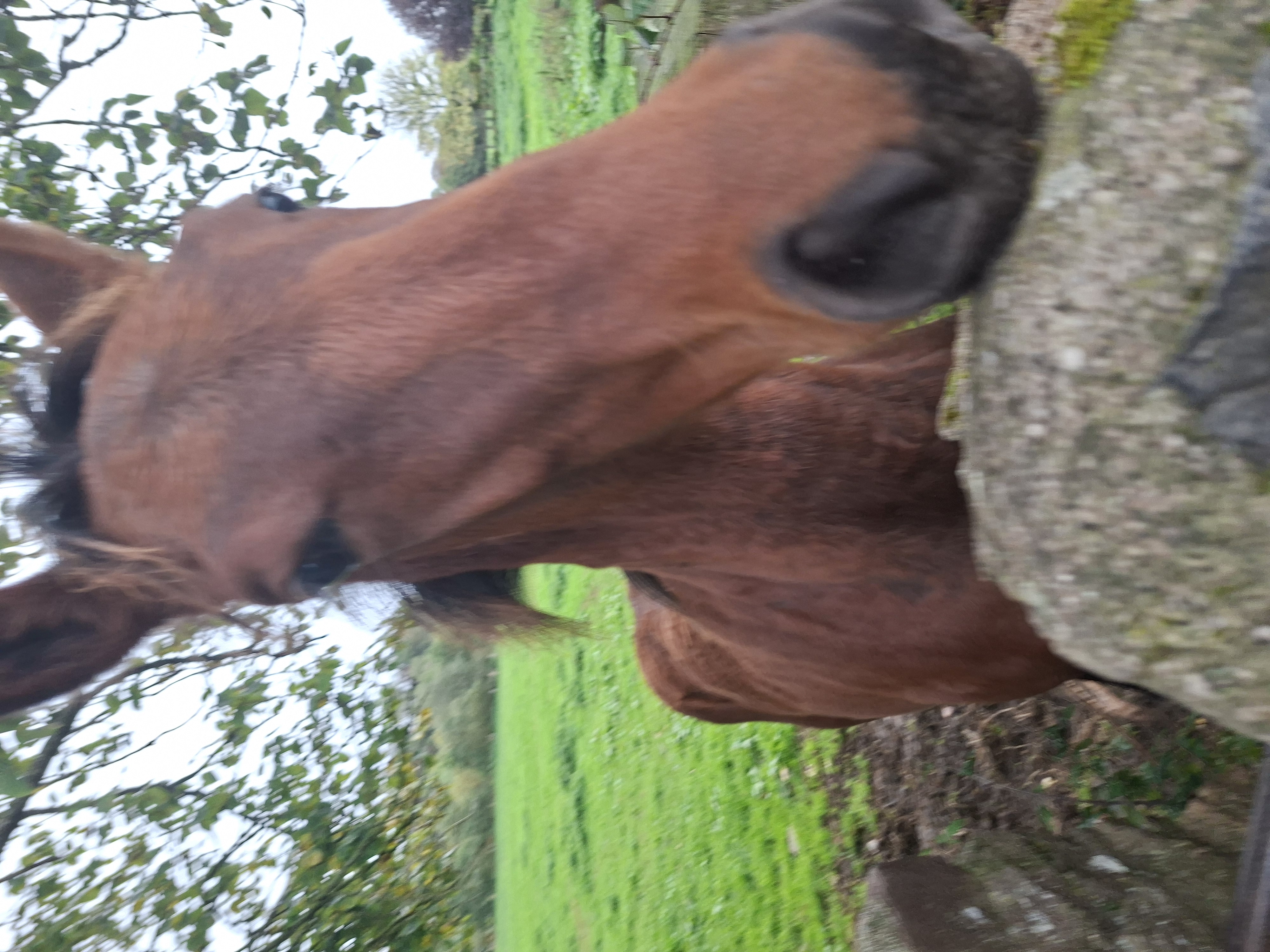 Benny, 3-year-old Dun Thoroughbred